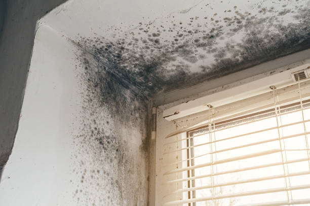 Affordable Attic Mold Remediation solutions in Remington, VA